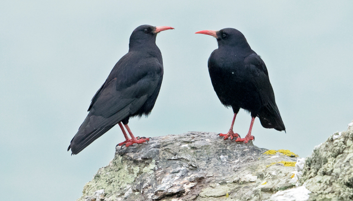 Connaissez-vous ce corvidé ?